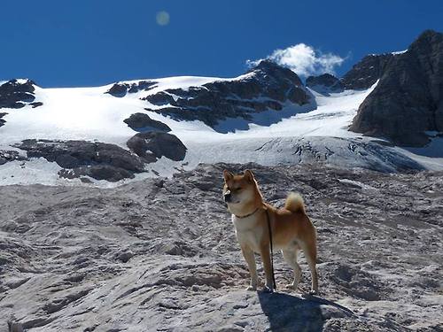 德甲球队动态负荷管理系统对赛季疲劳曲线预测的实证评估，全年动态负荷